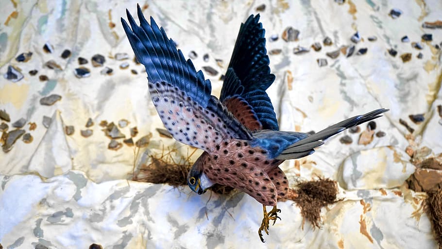 Blue and Brown Bird, blur, close-up, feathers, flying, focus HD wallpaper