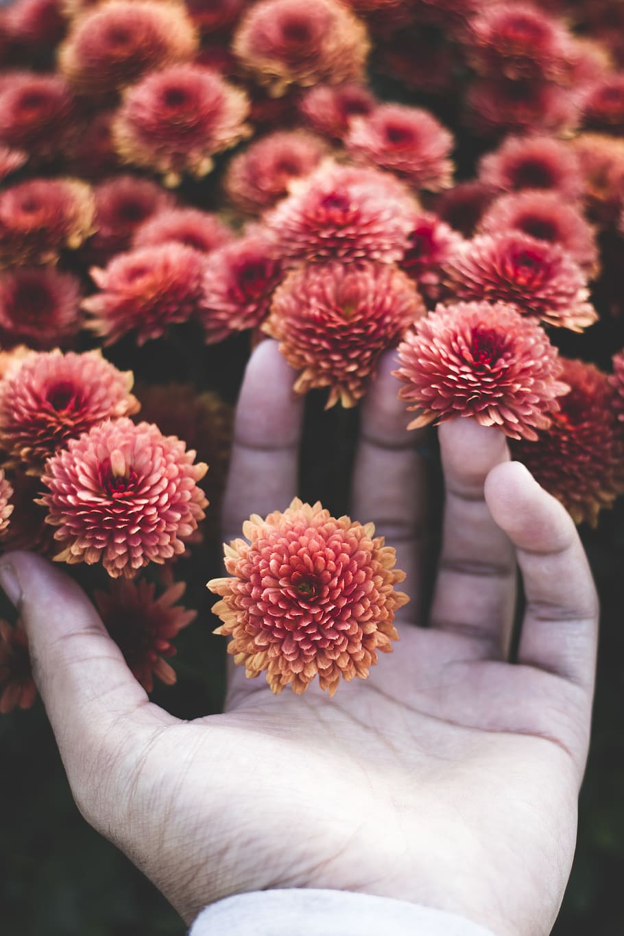 Photo of Person Holding Flowers, beautiful, bloom, blooming, blur HD wallpaper