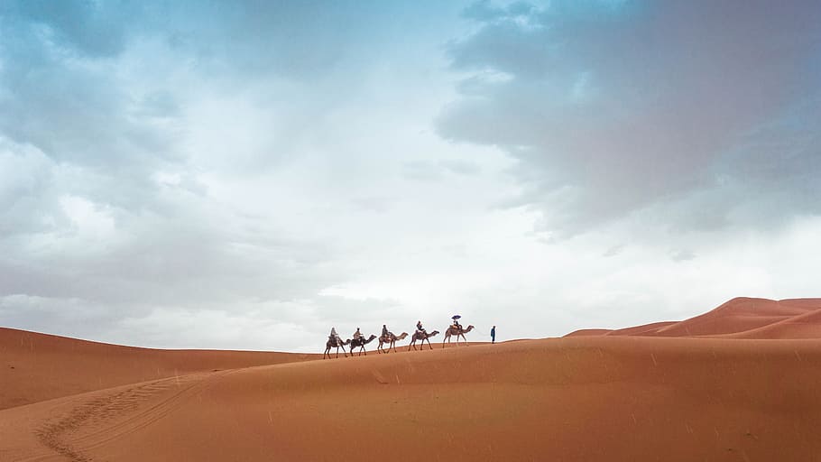 five camels walking on sand during daytime, dune, camel ride