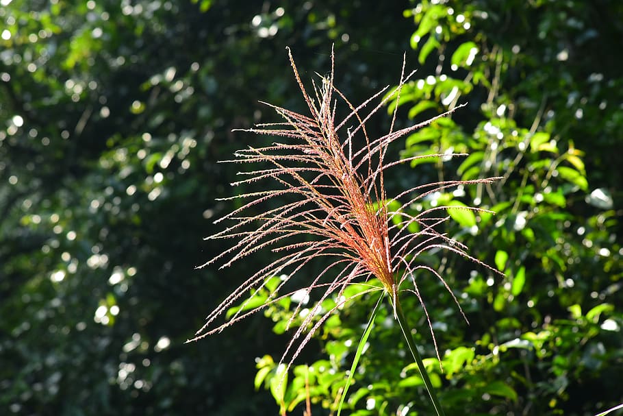 miscanthus, grass, plant, growth, focus on foreground, beauty in nature HD wallpaper
