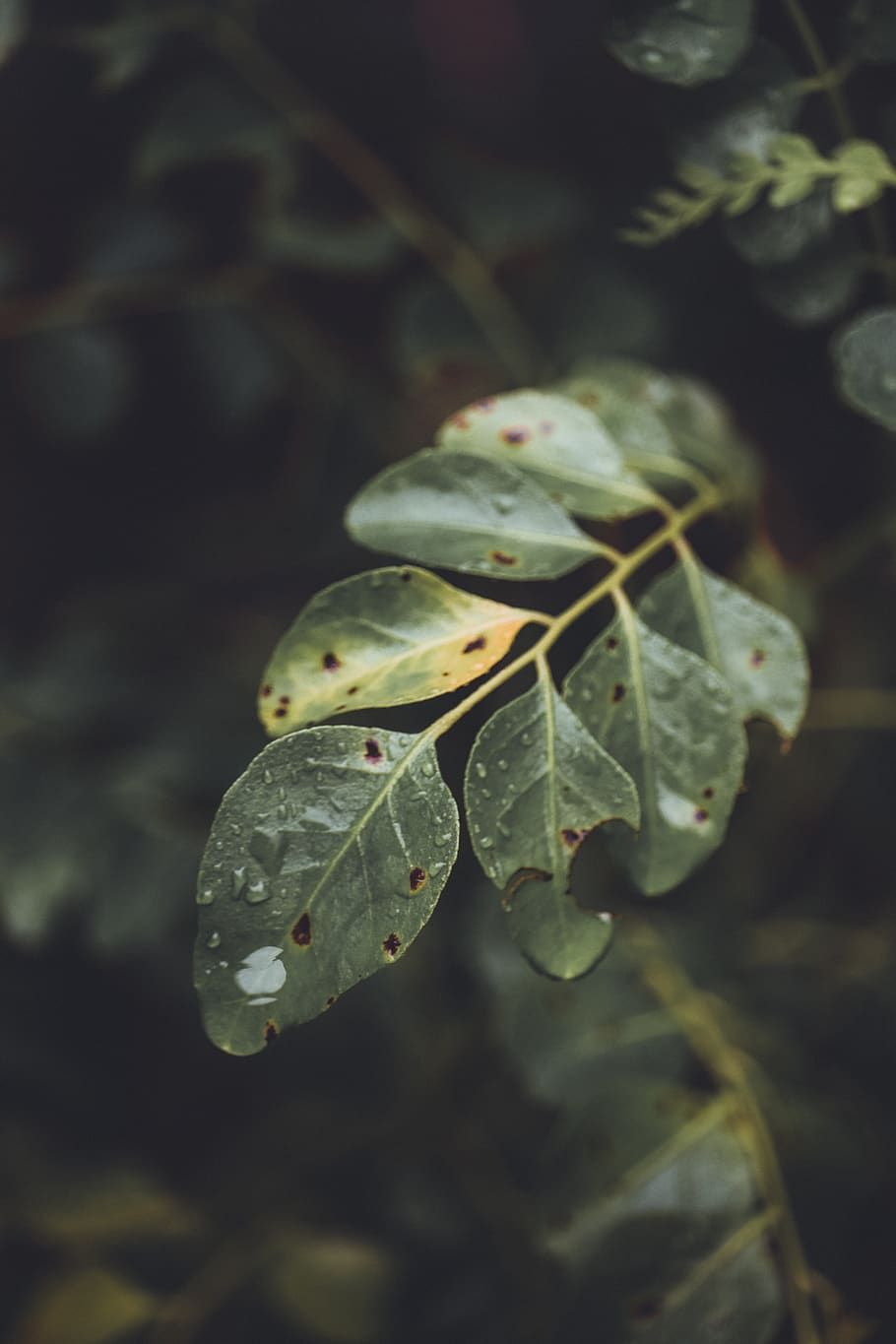 Selective Focus Photography of Green Leaf Plant, blurred background HD wallpaper