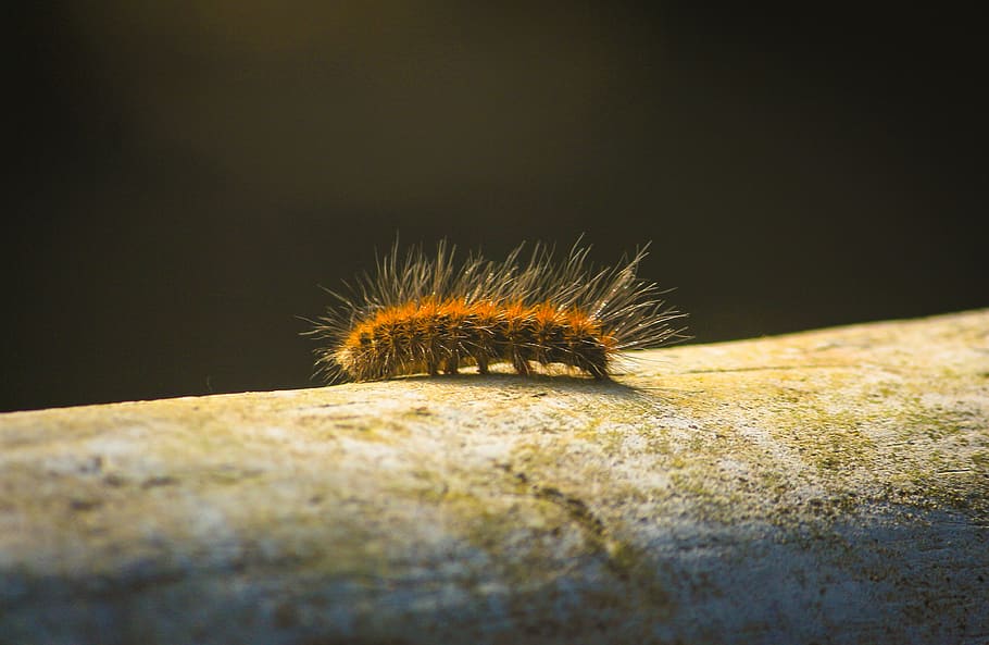 Photo Of Caterpillar, close-up, hairy, insect, larva, little, HD wallpaper