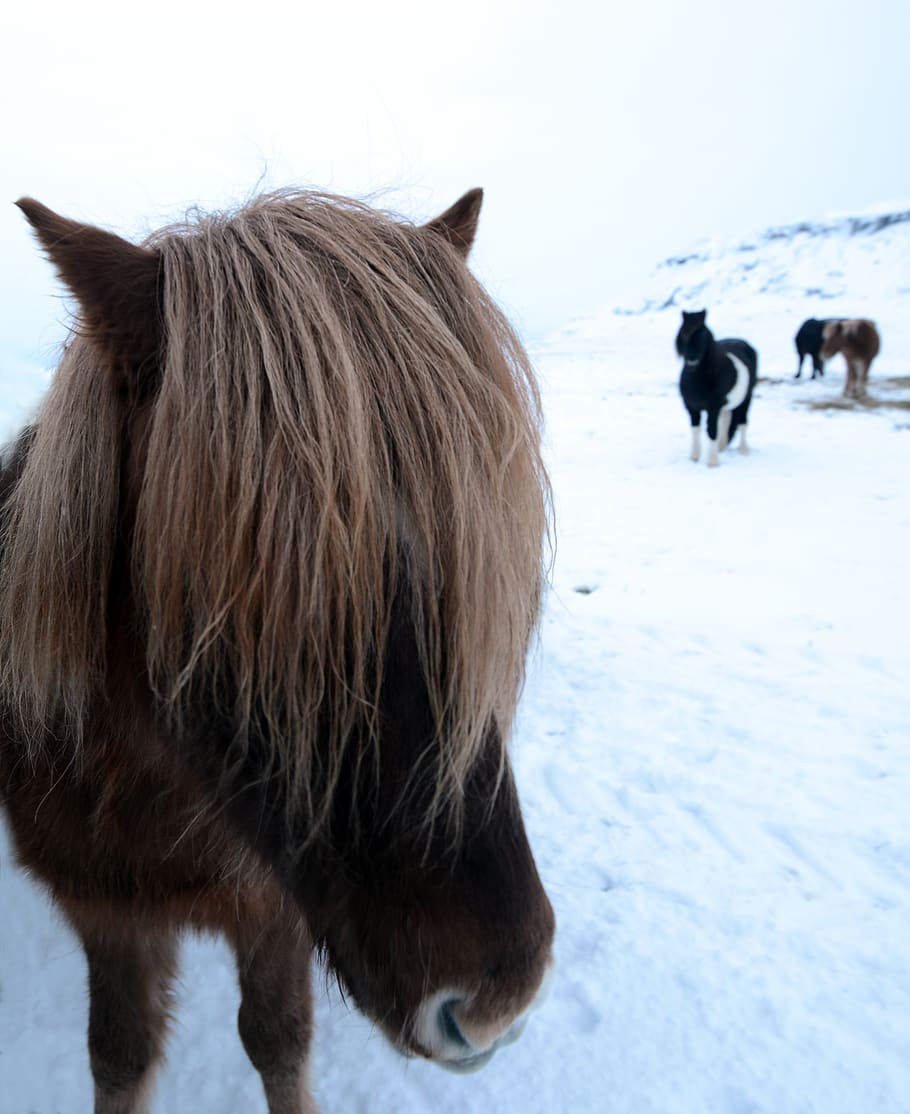 brown donkey on snow-covered surface, mammal, horse, animal, iceland HD wallpaper