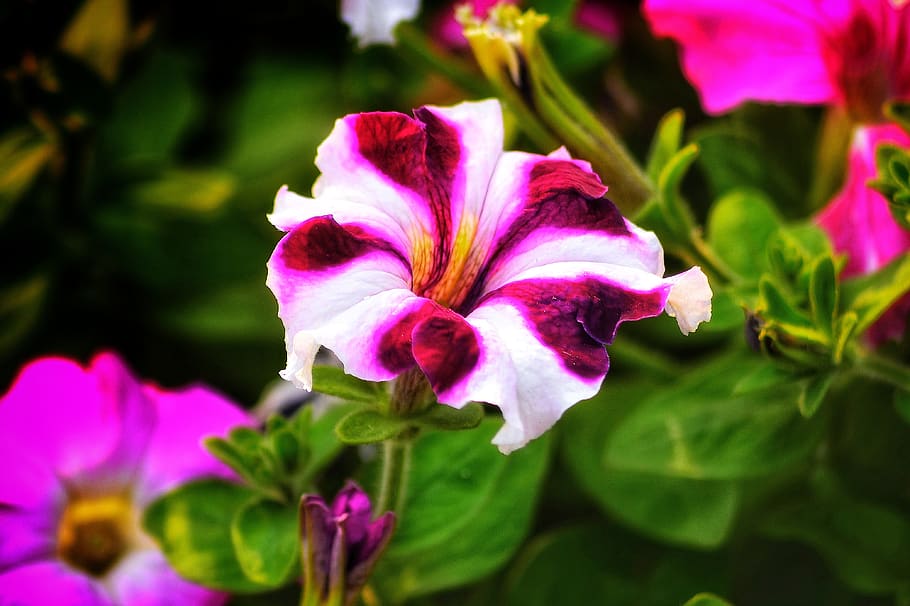 HD wallpaper: petunia, flowers, nyc, bangladesh, red, white, natural ...