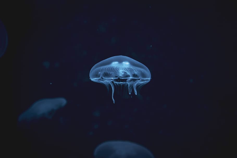 white jellyfish digital wallpaper, water, sealife, marine life