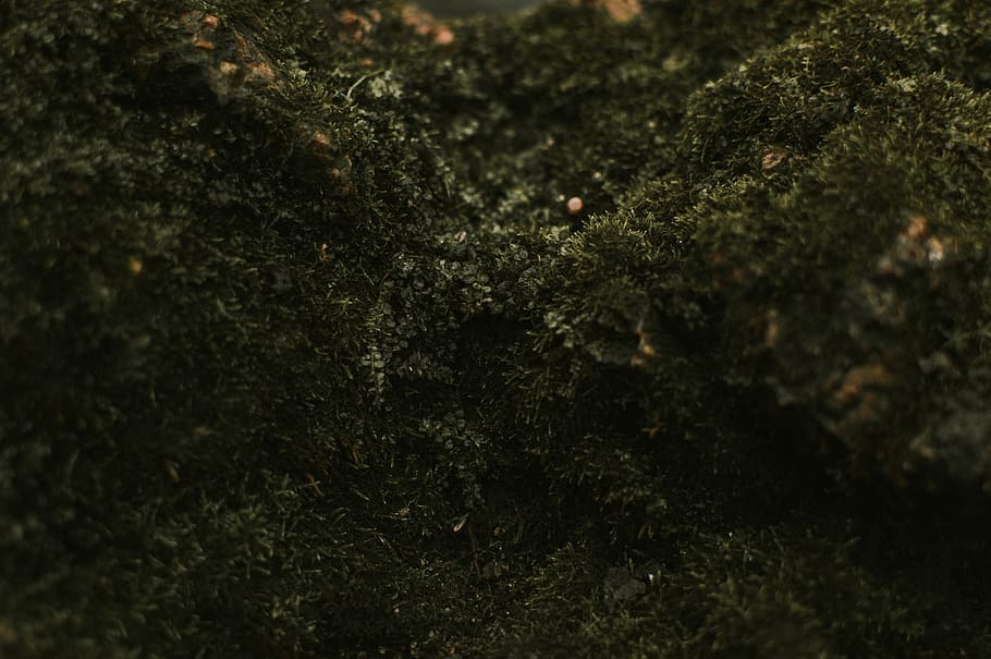 greens, moss, moody, delicate, micro, texture, forest, plants HD wallpaper