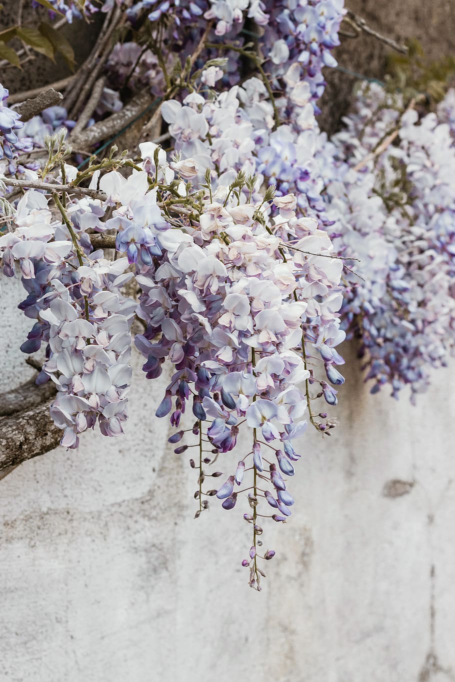 france, nantes, wisteria, spring, flowers, garden, purple, flowering plant, HD wallpaper