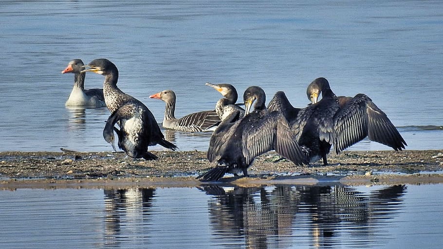 sandbar, waterfowl, lake, plumage, birds, cormorants, wild geese
