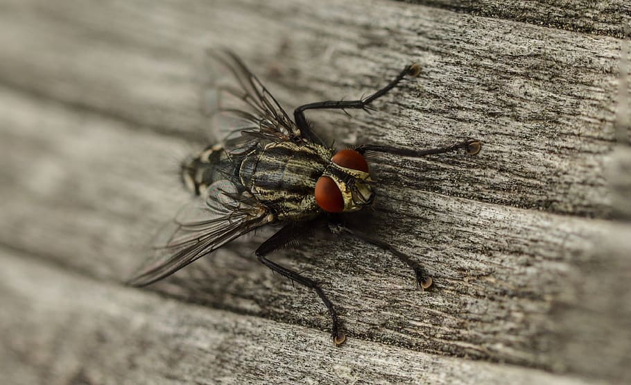 fly, macro, insect, close up, invertebrate, animals in the wild HD wallpaper