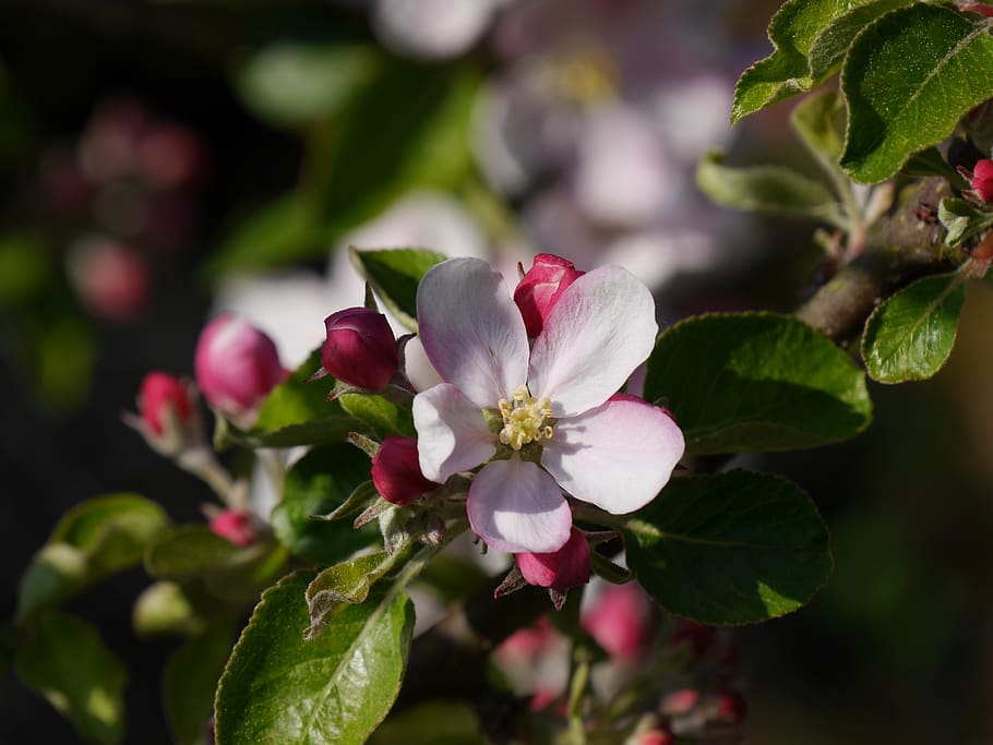 apple blossom, flower, apple tree, spring, nature, garden, close up HD wallpaper