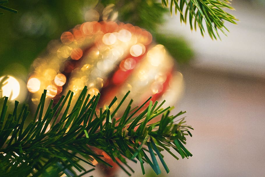 green Christmas tree, plant, fir, abies, pine, conifer, spruce HD wallpaper