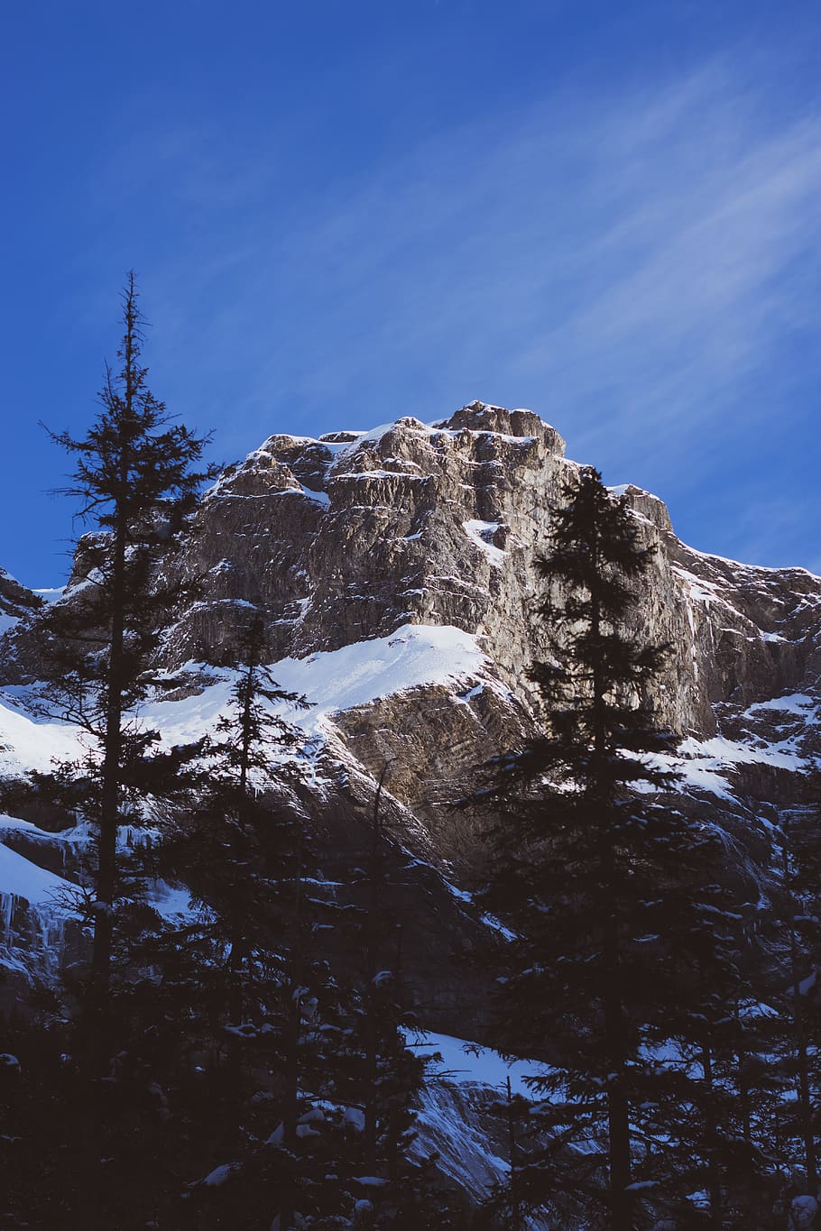 pine trees near mountains, plant, nature, fir, abies, outdoors HD wallpaper