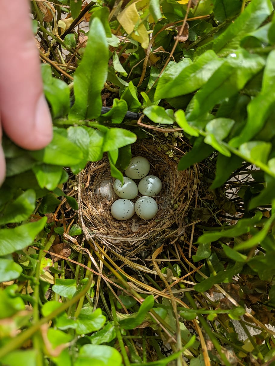 five birds egg on the nest, human hand, food, human body part HD wallpaper