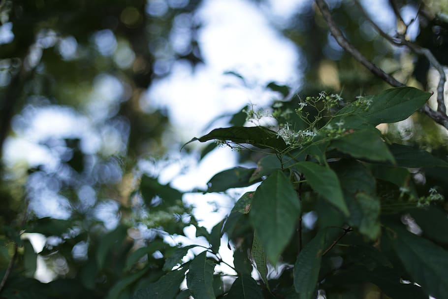 leaf, plant, flower, blossom, acanthaceae, tree, weed, anole HD wallpaper
