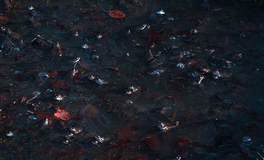 fish, animal, carp, pond, quagmire, bog, frogs, aquatic, water HD wallpaper