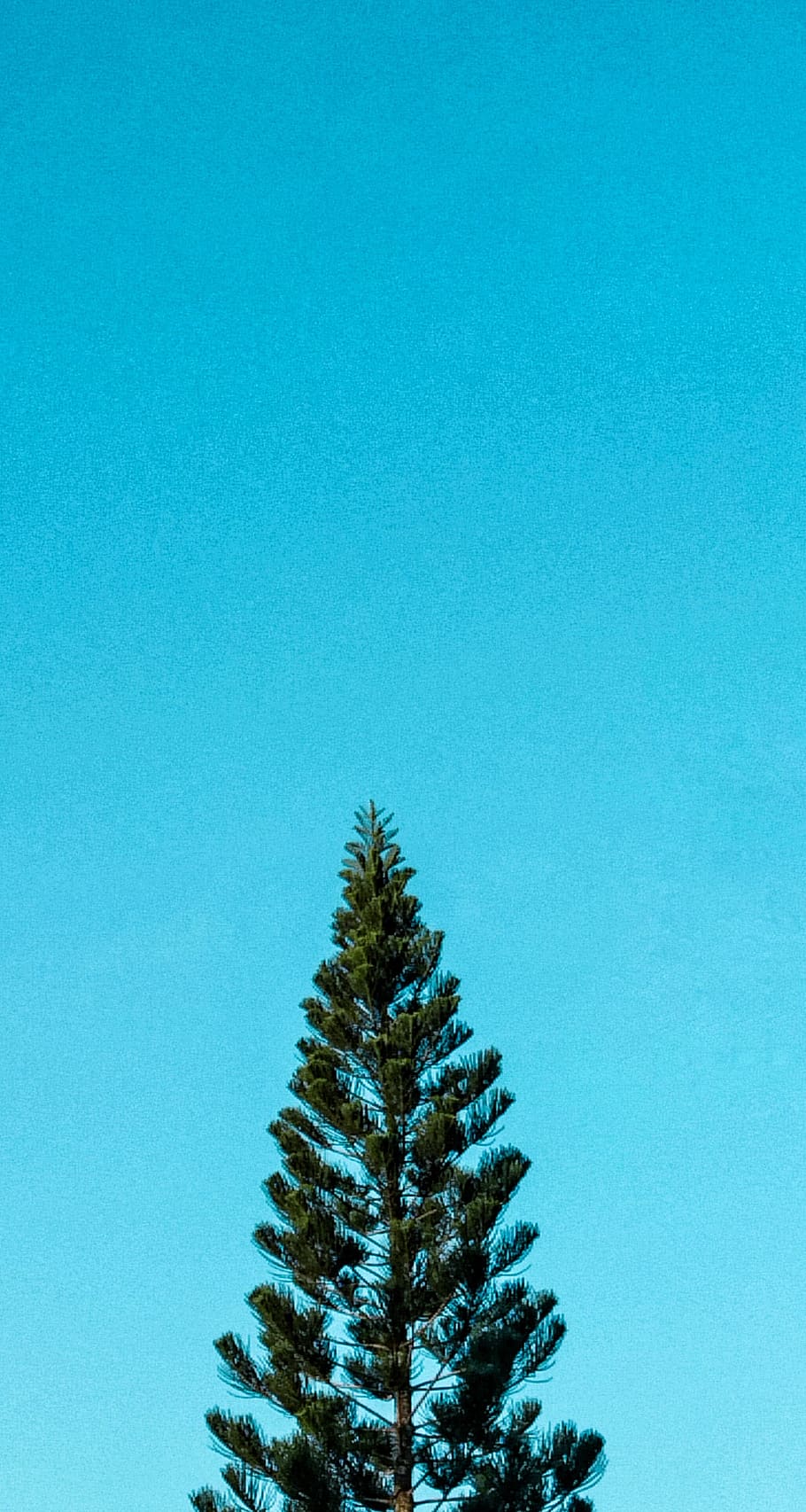 tree, blue, copy space, plant, sky, no people, growth, beauty in nature HD wallpaper
