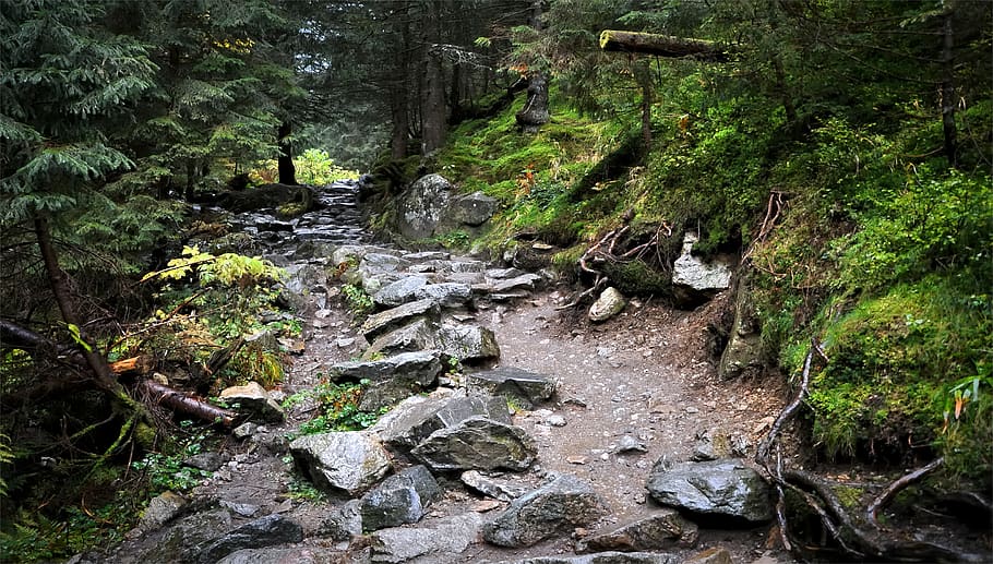 the path, tatry, mountains, forest, way, nature, landscape HD wallpaper