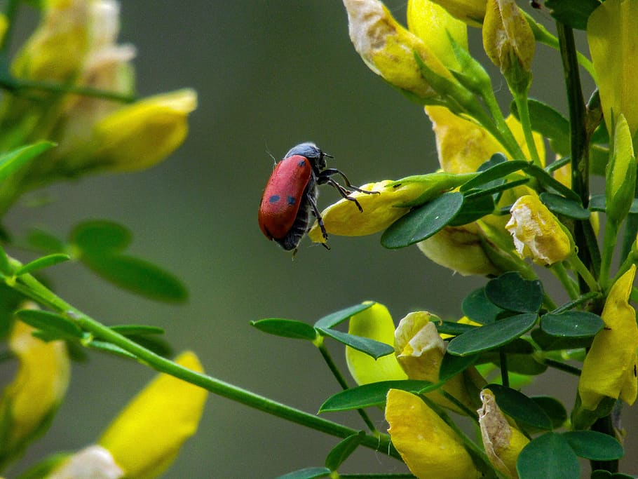 arthropod, insect, yellow flower, bug, wild flower, valderrobres HD wallpaper