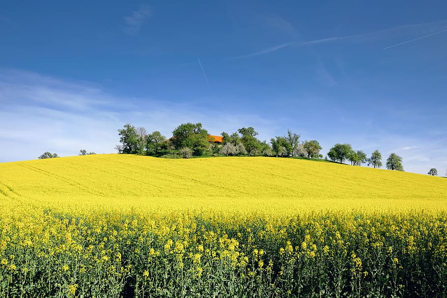 nature, landscape, spring, rape blossom, field of rapeseeds HD wallpaper
