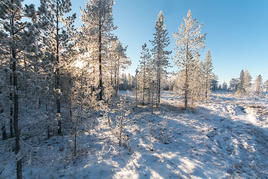 White Pine Trees, cold, daylight, nature, outdoorchallenge, outdoors HD wallpaper