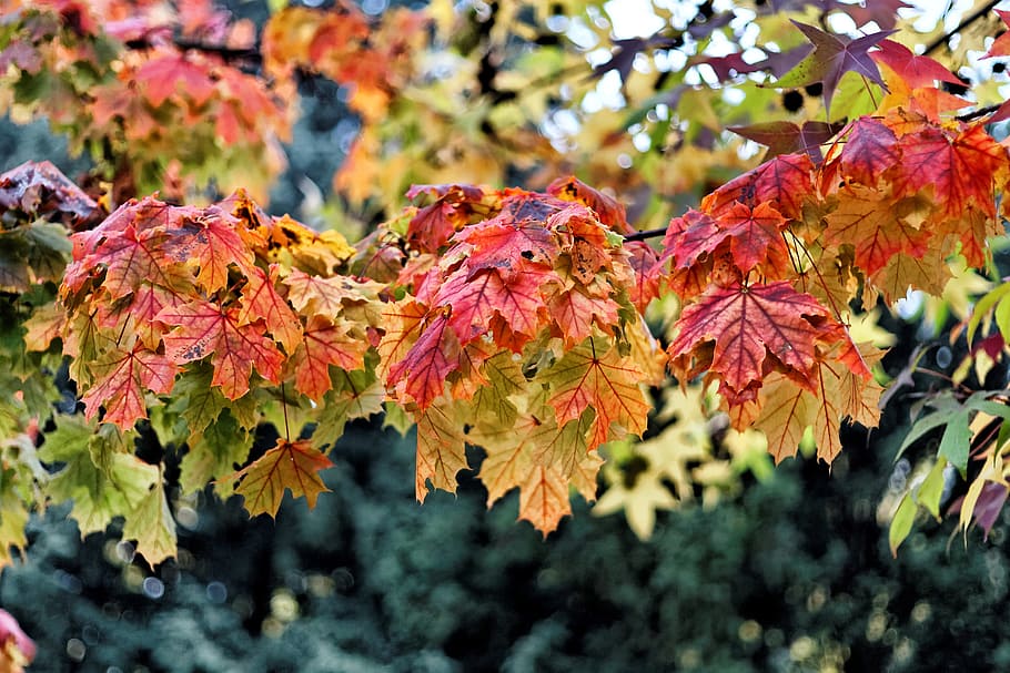 Autumn colours in the wood, leafs, flora, trees, leaves, fall HD wallpaper