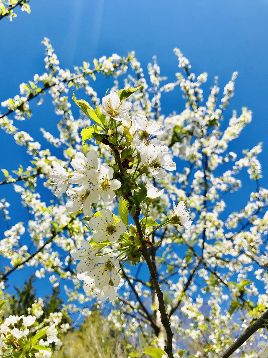 blue, nature, flower, light, forest, tree, blossom, bloom, pink flower HD wallpaper