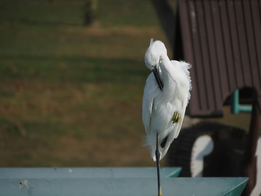 white, heron, bird, feathers, park, elegant, animal themes HD wallpaper