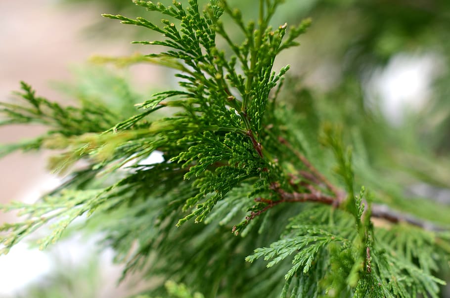 plant, tree, conifer, pine, fir, abies, spruce, larch, seasoning HD wallpaper