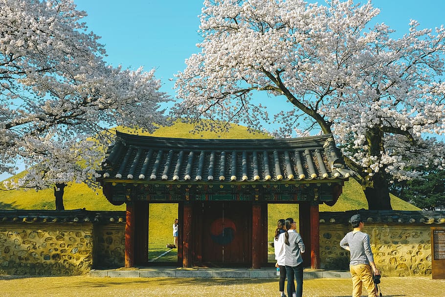 gyeongju, south korea, daereungwon royal tomb, asian, tree, HD wallpaper