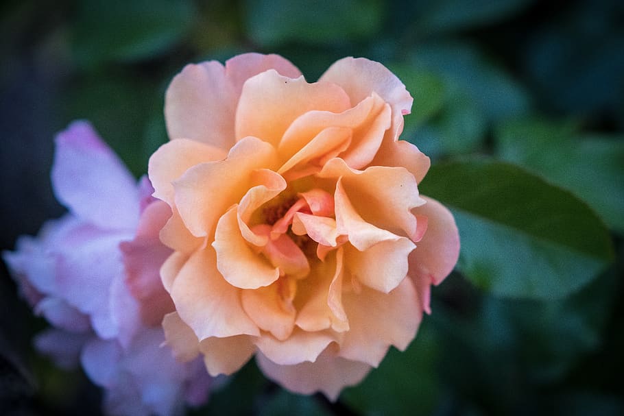 blossom, bloom, rose, rose bloom, bush, rosebush, flora, close up HD wallpaper