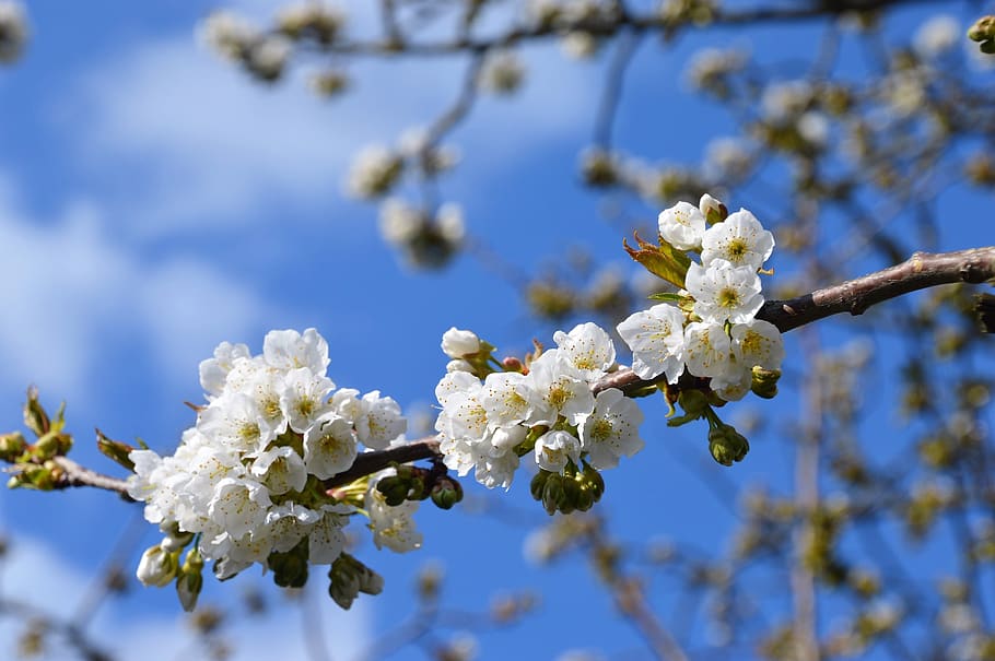 tree, flower, white, spring, branch, bud, fulfillment, botany HD wallpaper