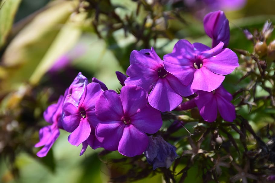 violet, flower, plant, bloom, purple, nature, blossom, garden HD wallpaper