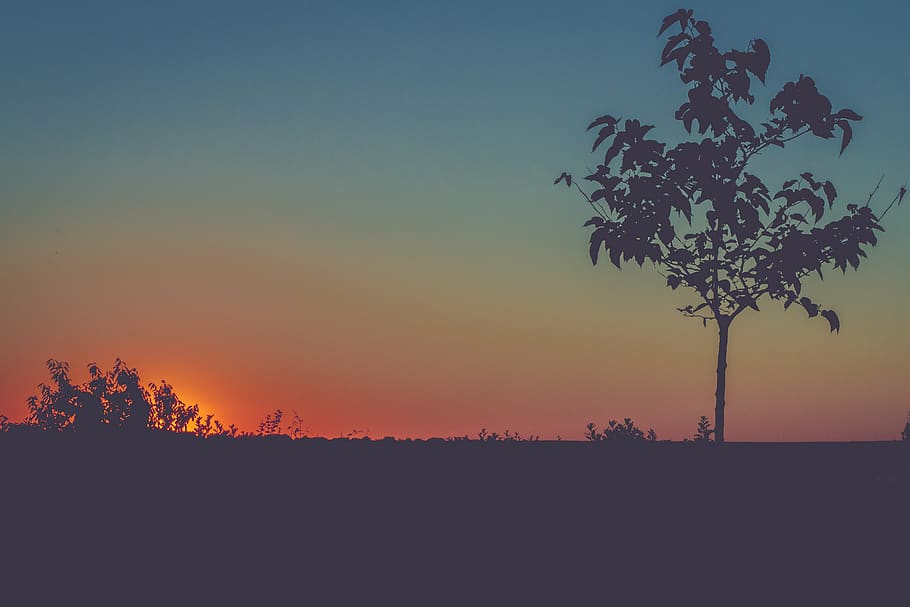 france, vouillé, tree, sunset, summer, sky, plant, silhouette HD wallpaper