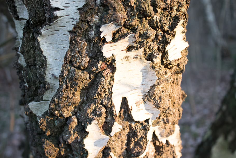 tree, bark, birch, textured, trunk, tree trunk, rough, close-up HD wallpaper