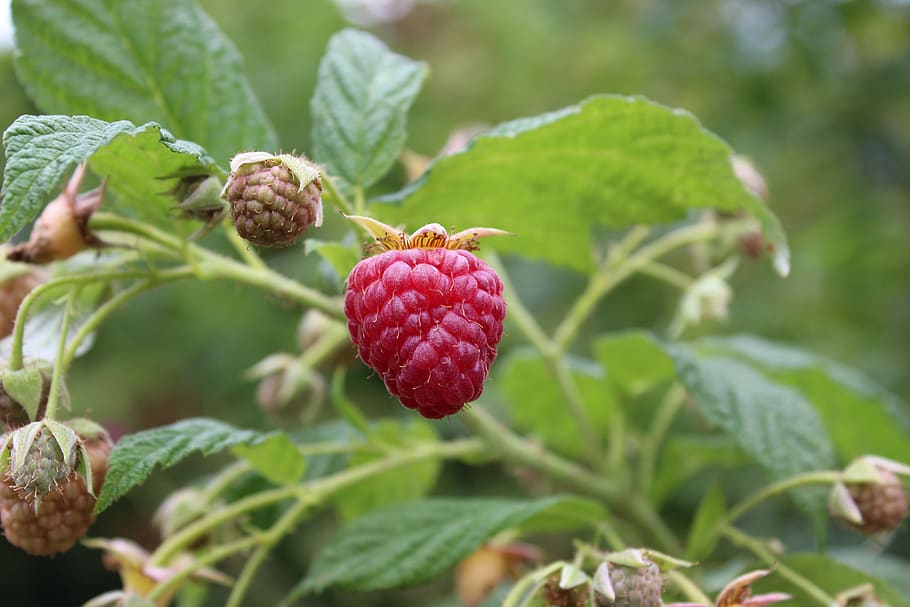 raspberry, fruit, food, berries, fresh, fruits, red, healthy HD wallpaper
