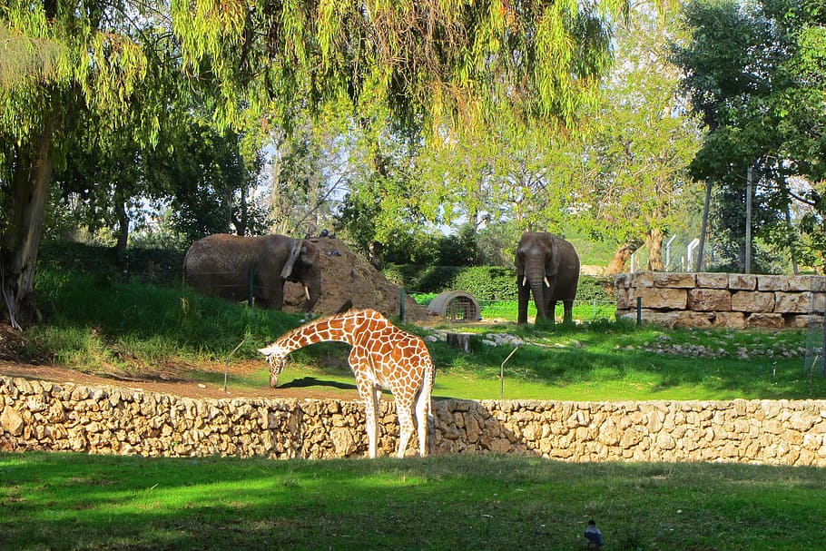 neck, mammal, brown, head, elephant, giraffe, zoo, plant, animal HD wallpaper