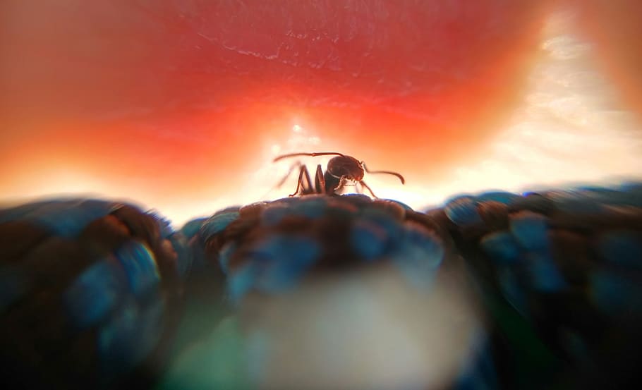 black ant, sky, nature, two people, sunset, adventure, young adult HD wallpaper