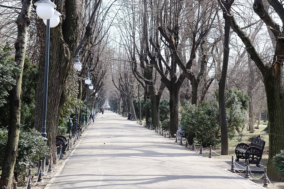 park, bucharest, ro, romania, trees, nature, landscape, cismigiu HD wallpaper