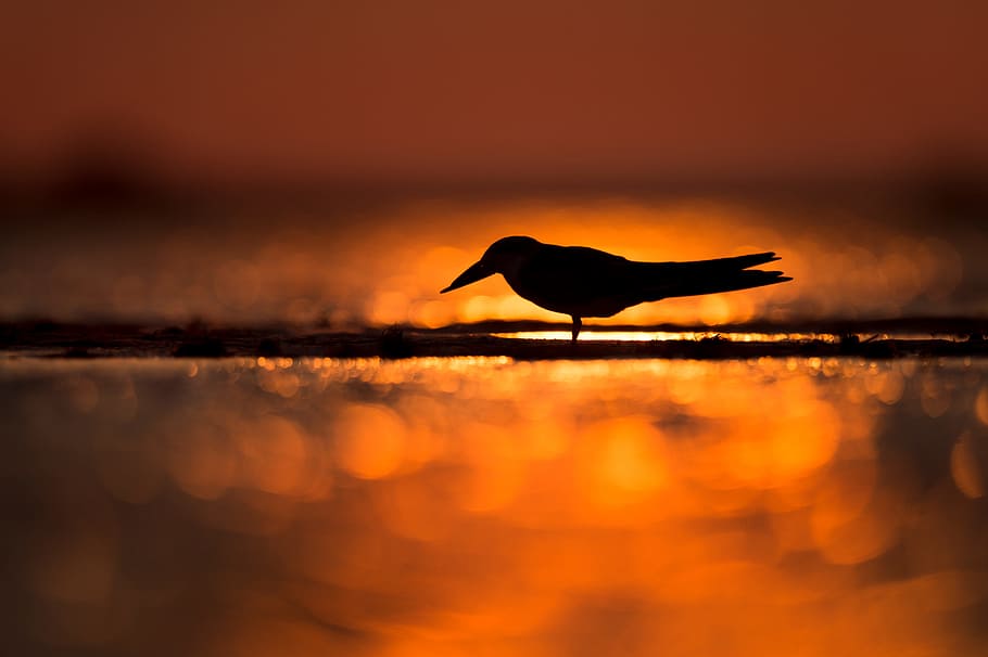 silhouette of bird standing on shore, water level, vibrant, sunset