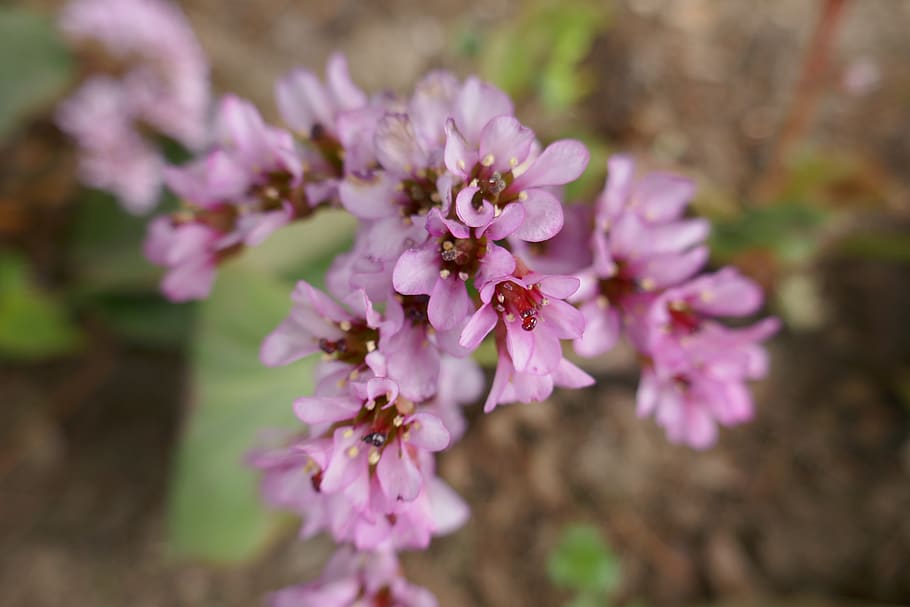 flower, nature, spring, flora, summer, plant, garden, pink HD wallpaper