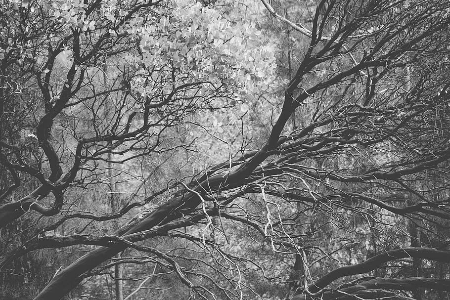 Grayscale Photography of Tree, branches, plant, tranquility, forest HD wallpaper