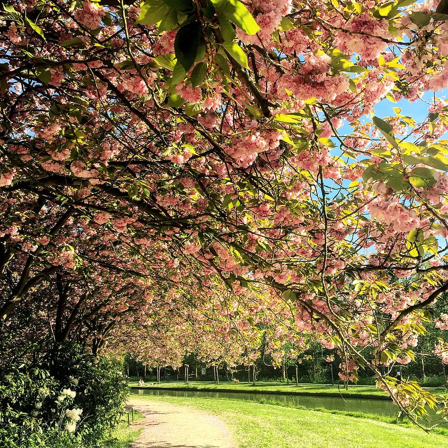 Green Trees With Pink Flowers Near River, bloom, blooming, blossom HD wallpaper