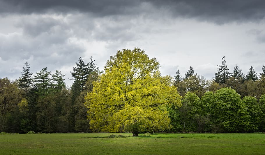 cloud, sky, tree, plant, nature, landscape, green, grass, lawn HD wallpaper