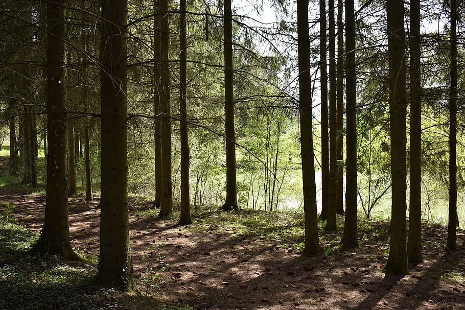 forest, pond, water, landscape, field, wood, the outside, nature HD wallpaper