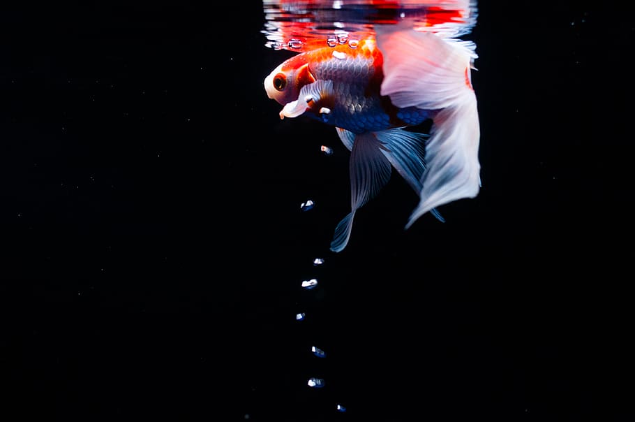 white and goldfish, water, animal themes, sea, copy space, underwater HD wallpaper
