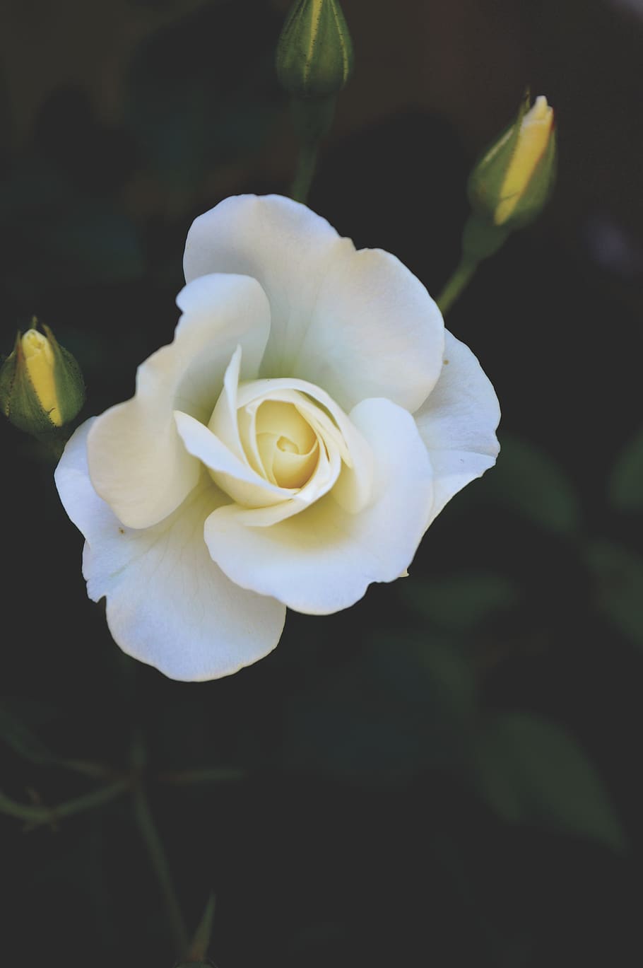 canada, crabtree, nature, flower, soft, rose, white, plant HD wallpaper