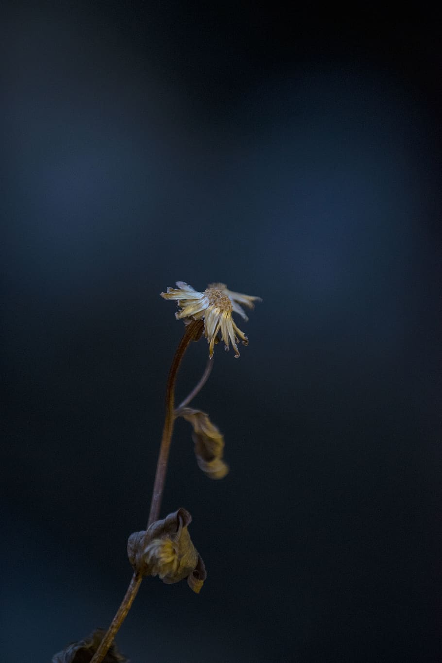 mountain, flower, macro, close-up, no people, copy space, fragility HD wallpaper