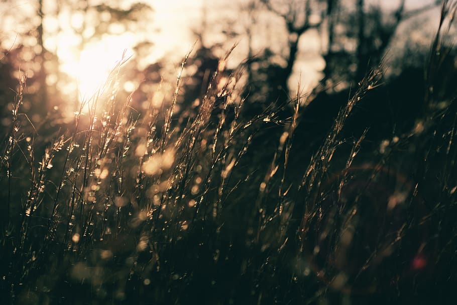sun, sunset, grasses, nature, land, plant, selective focus HD wallpaper