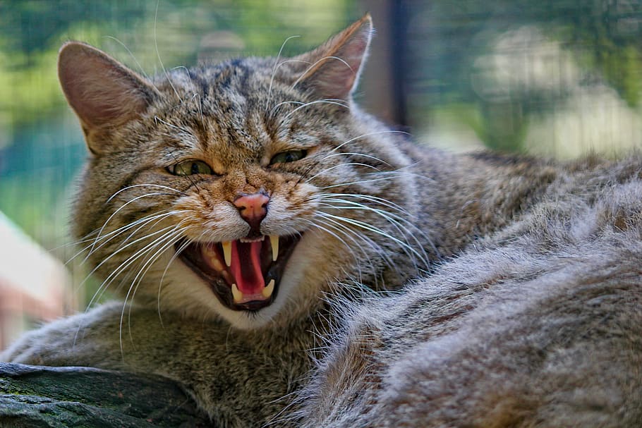 cat, wild, beast, lying, head, portrait, the roar, zoo, animal themes HD wallpaper