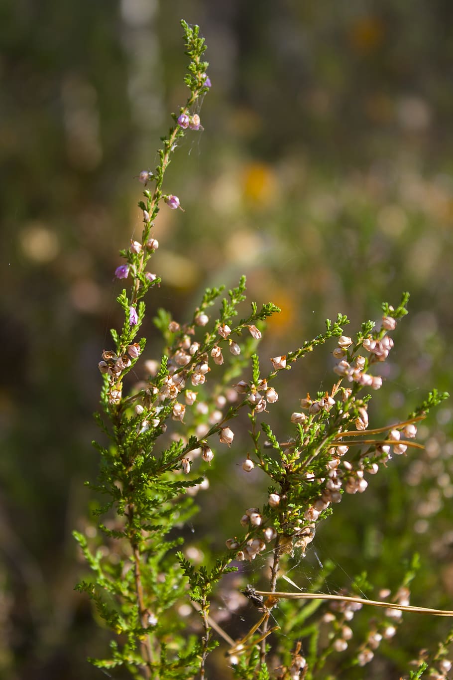 heather, grass, landscape, macro, nature, forest, plant, growth HD wallpaper